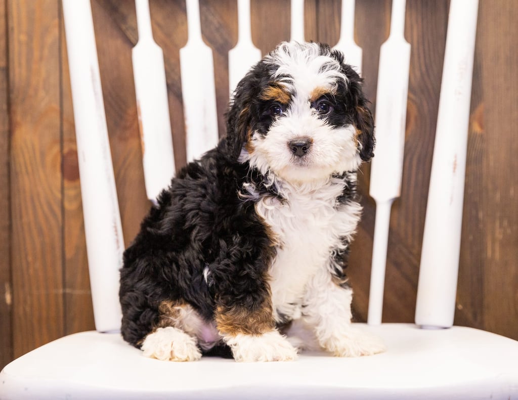 A picture of a Iris, one of our Mini Bernedoodles puppies that went to their home in Nebraska