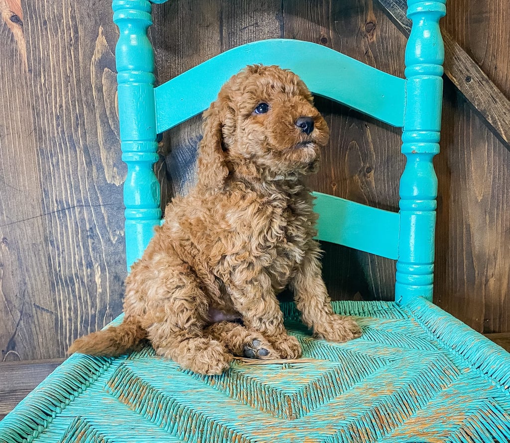 A picture of a Wilson, one of our Mini Goldendoodles puppies that went to their home in Missouri