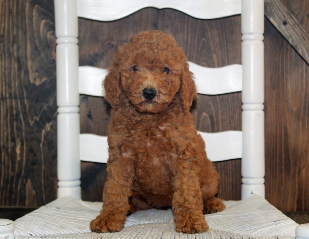 Ava came from Tatum and Teddy's litter of F2B Goldendoodles