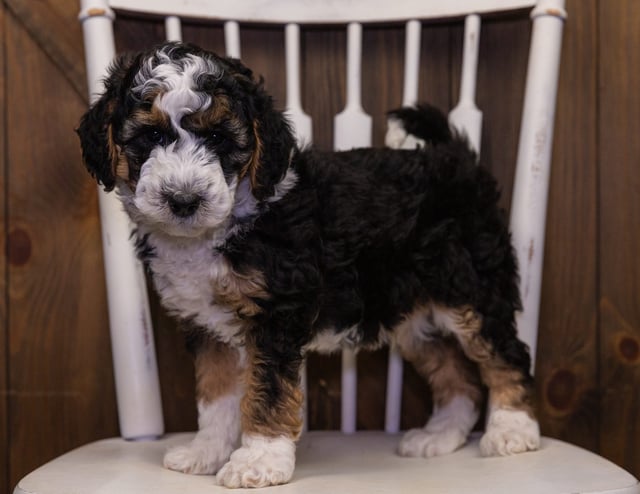 Ivan is an F1B Sheepadoodle that should have  and is currently living in Iowa