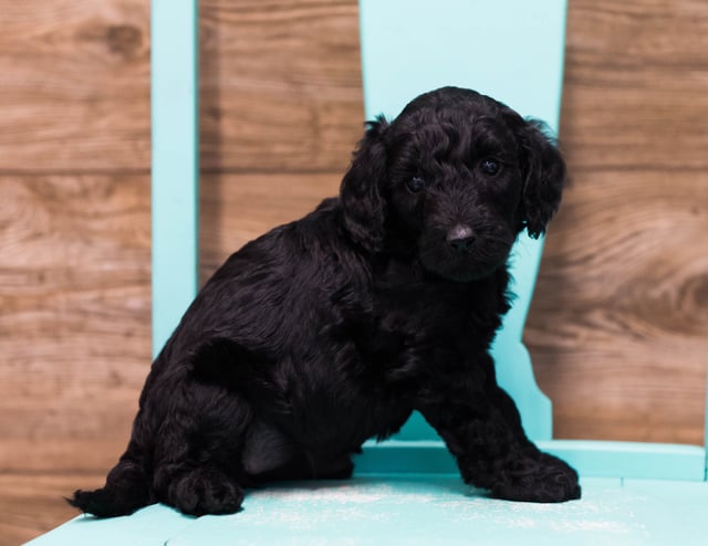 Adele came from Maci and Merlin's litter of F1B Goldendoodles