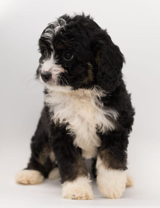 Another great picture of Benz, a Bernedoodles puppy