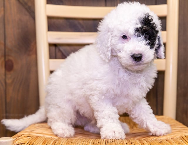 A picture of a Forest, one of our Petite Sheepadoodles puppies that went to their home in California