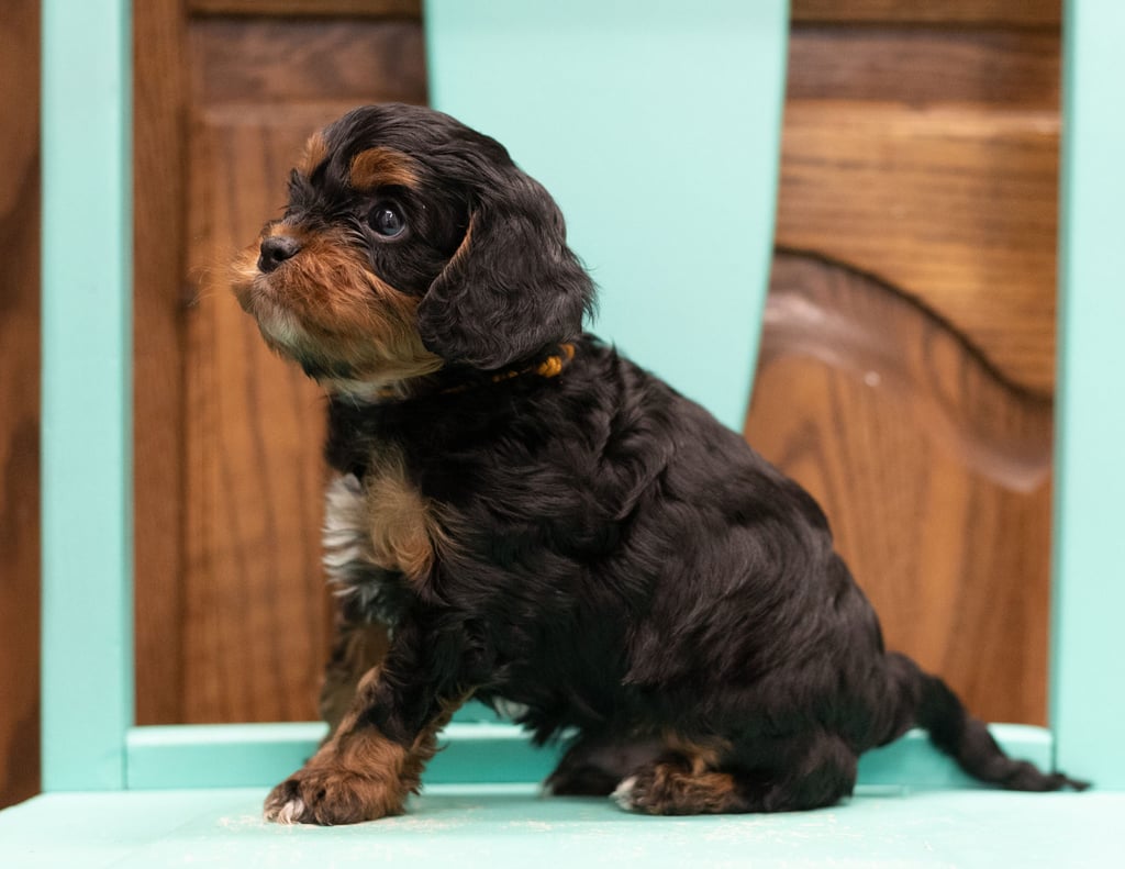 Hadie is an F1 Cavapoo that should have  and is currently living in Iowa