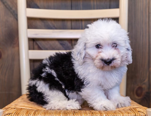 Nala is an F1 Sheepadoodle that should have  and is currently living in California