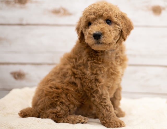 Kiya is an F2B Goldendoodle that should have red and white abstract markings  and is currently living in North Dakota