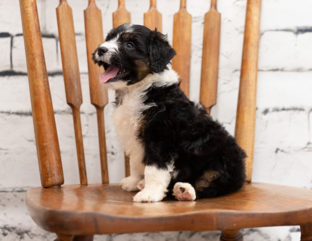 Pepe is an F1 Bernedoodle for sale in Iowa.