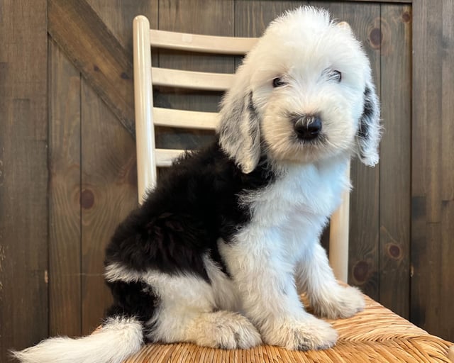 Kane is an F1 Sheepadoodle that should have  and is currently living in New Jersey 