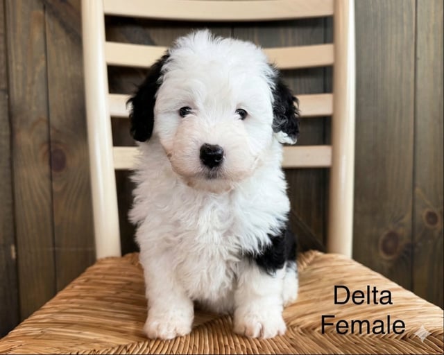 A picture of a Delta, a gorgeous Mini Sheepadoodles for sale