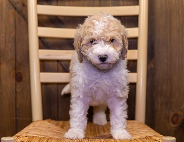 Velvet is an F1B Sheepadoodle that should have  and is currently living in Iowa