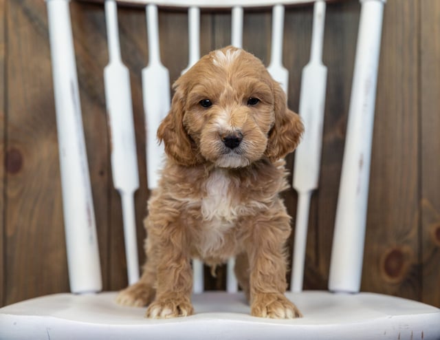 A picture of a Buddy, a gorgeous Mini Goldendoodles for sale