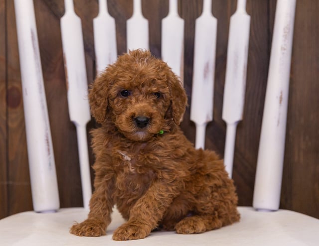 Oscar is an F2B Goldendoodle that should have  and is currently living in California