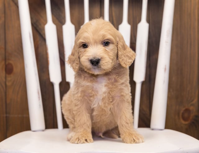 Skip came from KC and Scout's litter of F1 Goldendoodles