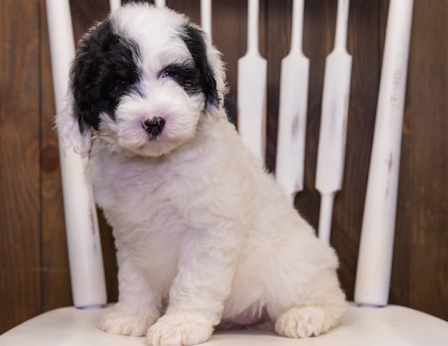 Nadia is an F1 Sheepadoodle that should have  and is currently living in Georgia