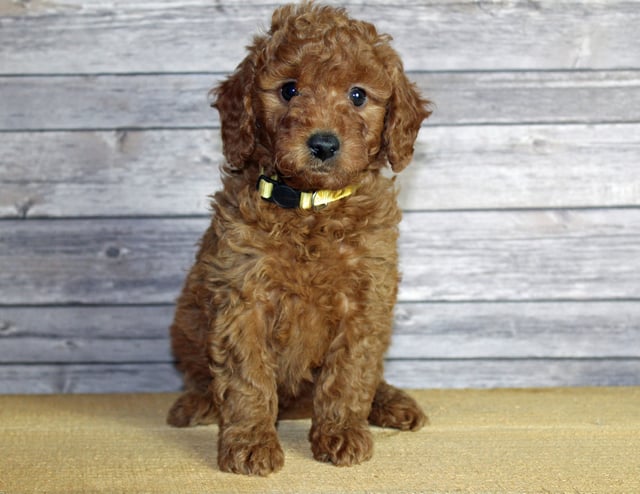 A picture of a Uma, one of our Mini Goldendoodles puppies that went to their home in California