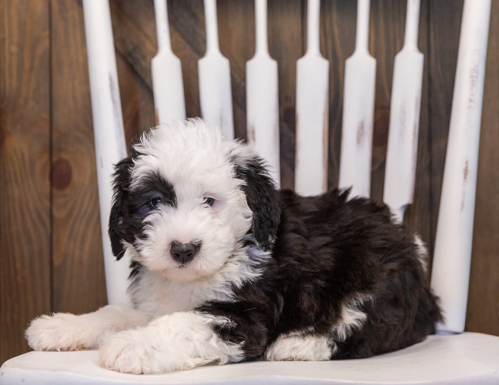 Turbo is an F1 Sheepadoodle that should have  and is currently living in California