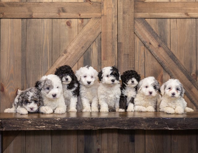 A litter of Mini Sheepadoodles raised in Iowa by Poodles 2 Doodles