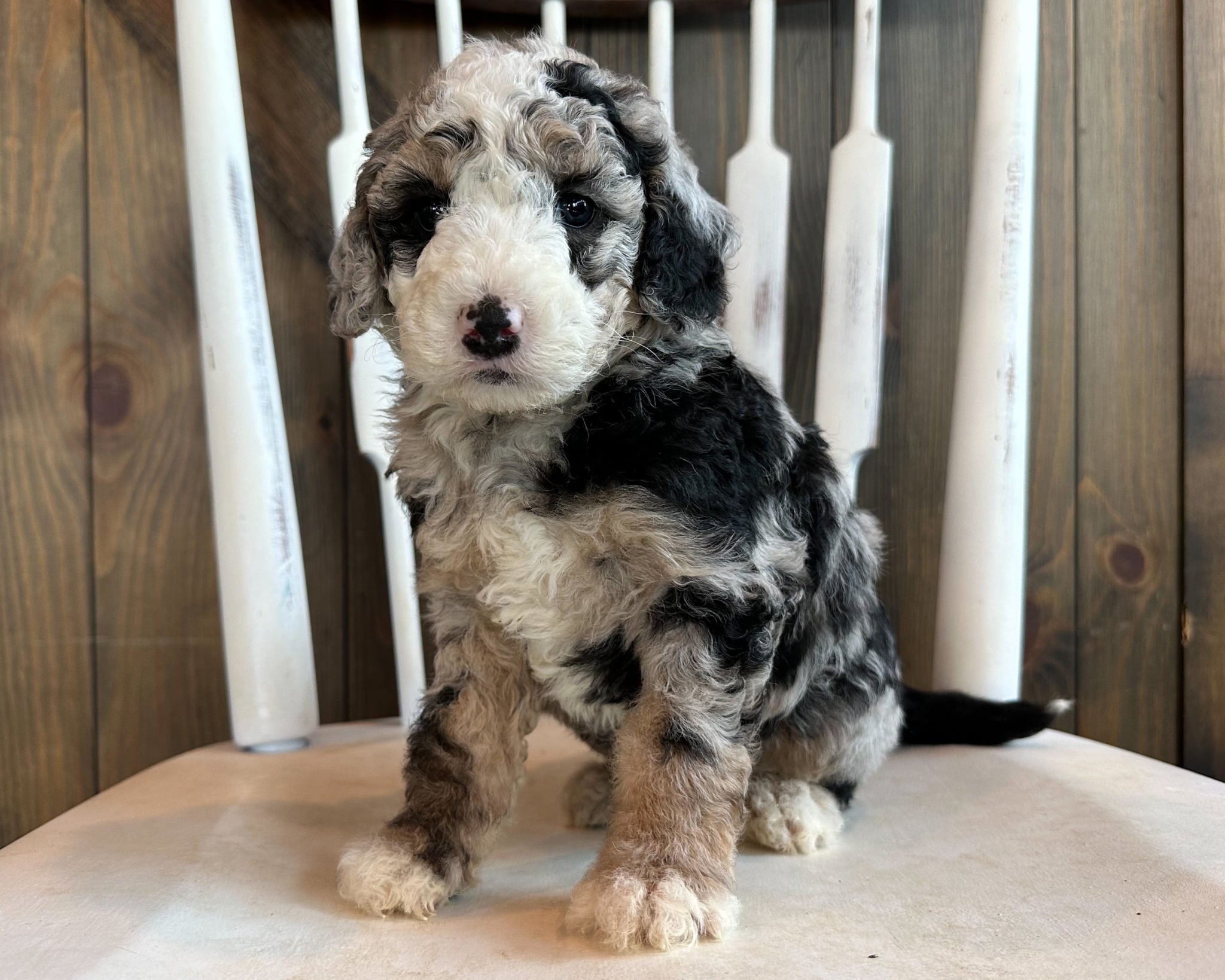 A litter of Mini Sheepadoodles raised in Iowa by Poodles 2 Doodles