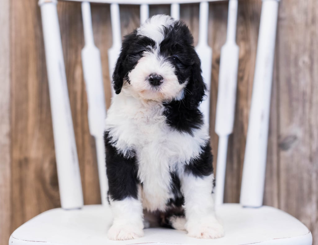 Ema is an F1 Sheepadoodle that should have  and is currently living in Illinois