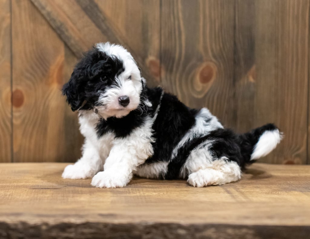 A picture of a Ohio, one of our Mini Sheepadoodles for sale