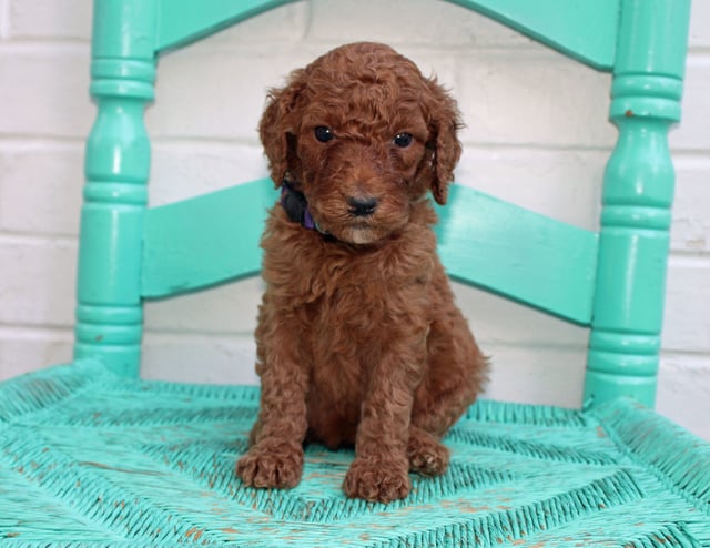 A picture of a Meadow, one of our Standard Irish Doodles puppies that went to their home in Minnesota 