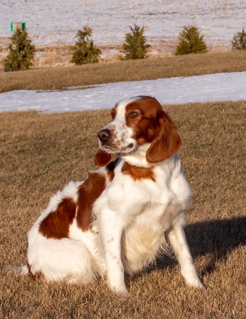 Rylee is an  Irish Setter and a mother here at Poodles 2 Doodles - Best Sheepadoodle and Goldendoodle Breeder in Iowa