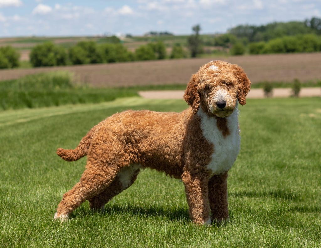 A picture of a Ivory, one of our Standard Goldendoodles puppies that went to their home in Iowa