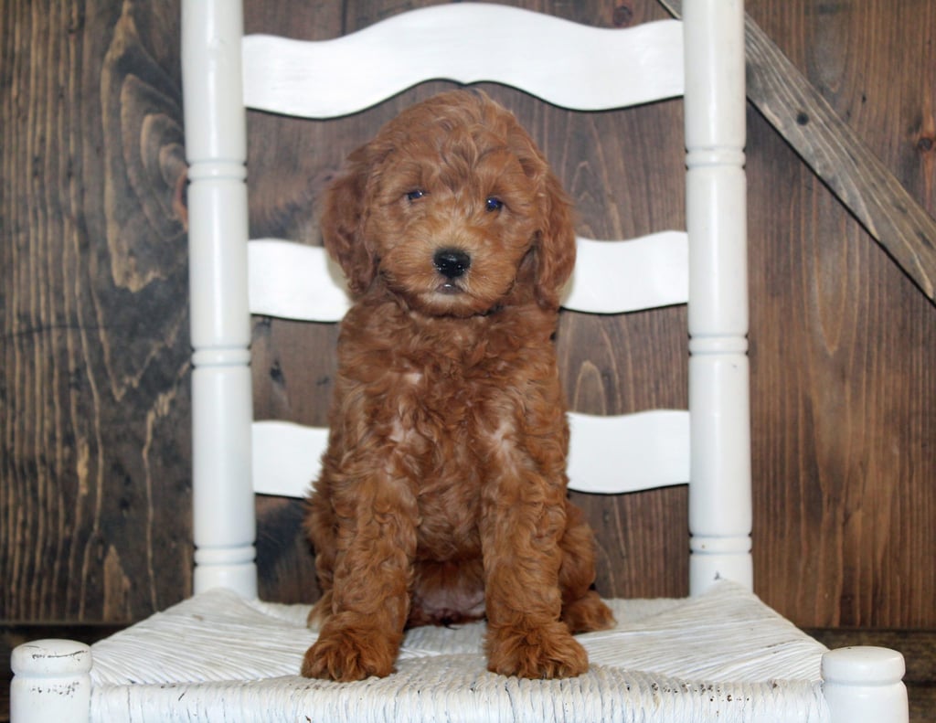 A picture of a Allison, one of our Mini Goldendoodles for sale