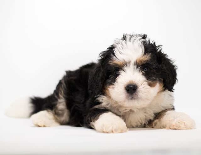 A picture of a Fox, a gorgeous Mini Bernedoodles for sale