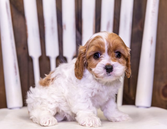 A picture of a Unita, one of our Petite Cavapoos puppies that went to their home in Florida