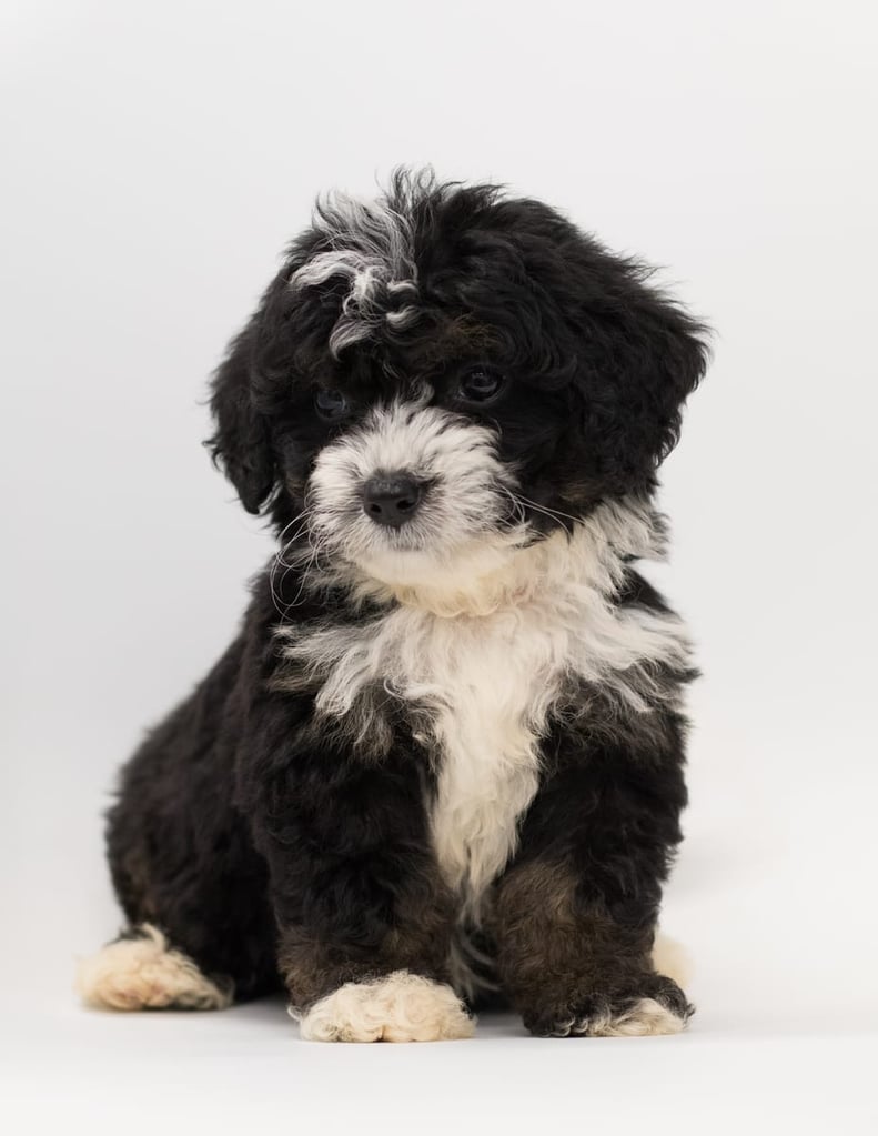 Birdi came from Birdi and Stanley's litter of F1 Bernedoodles