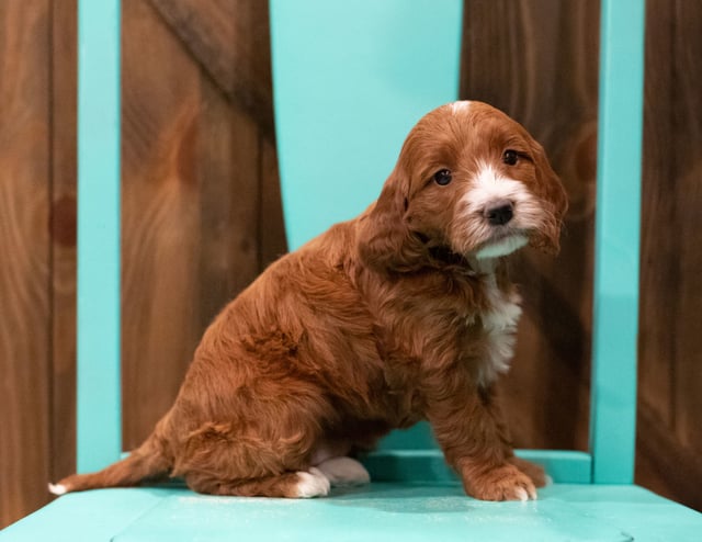 Fae came from Rylee and Reggie's litter of F1 Irish Doodles
