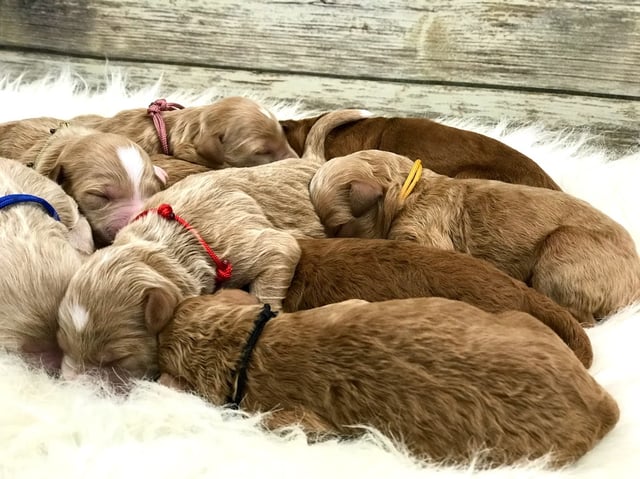 A litter of Mini Goldendoodles raised in Iowa by Poodles 2 Doodles