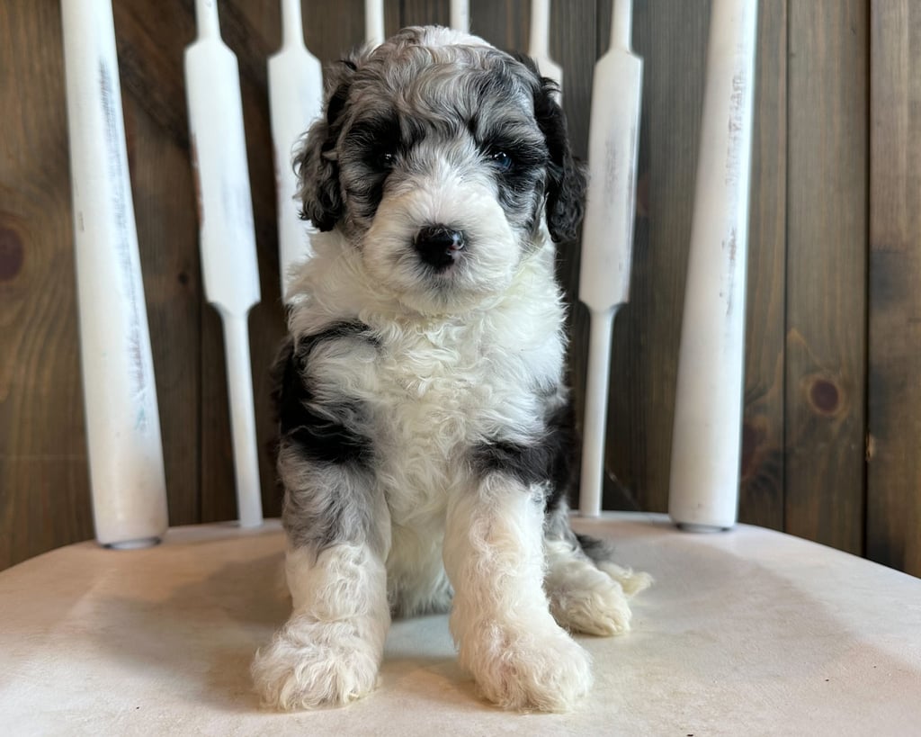 Cala is an F2B Sheepadoodle that should have  and is currently living in South Dakota