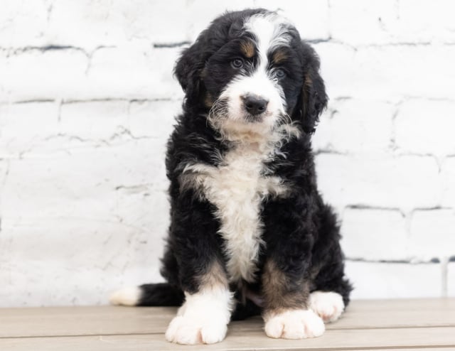 Xena came from Kiaya and Bentley's litter of F1 Bernedoodles