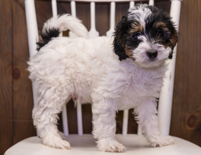 A picture of a Marcus, one of our Mini Bernedoodles puppies that went to their home in Iowa