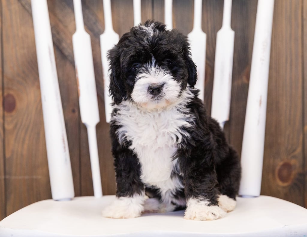 Macy came from Tyrell and Grimm's litter of F1 Bernedoodles
