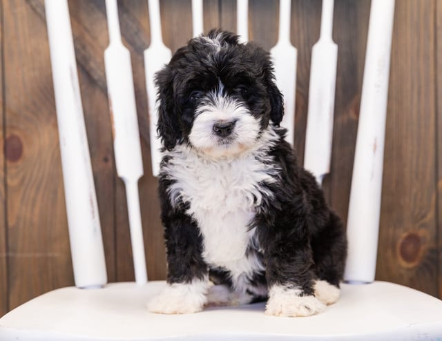 A litter of  Bernedoodles raised in Iowa by Poodles 2 Doodles