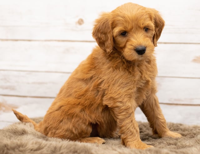 Orga is an Multigen Goldendoodle that should have  and is currently living in Iowa