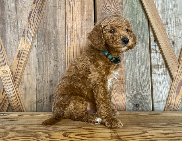 Mouse is an F1BB Goldendoodle for sale in Iowa.