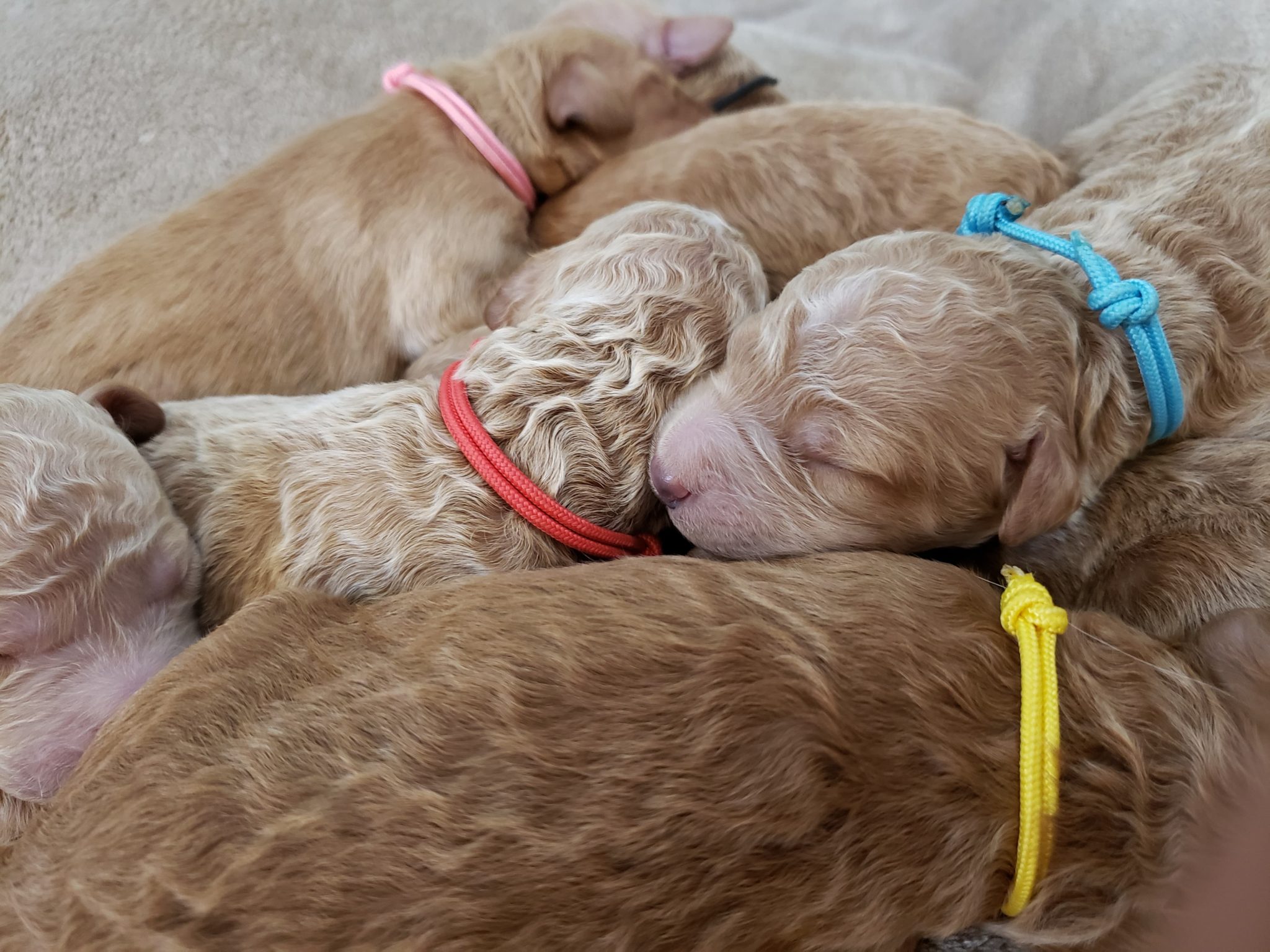 A litter of Mini Irish Goldendoodles raised in Iowa by Poodles 2 Doodles