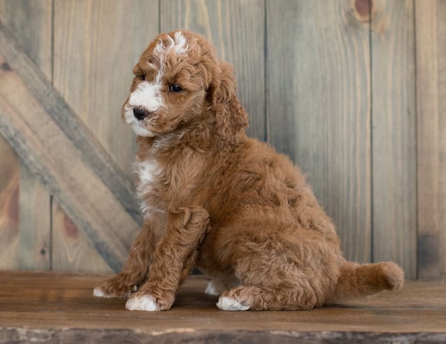 Eve came from Leia and Scout's litter of F1B Goldendoodles