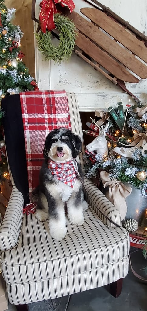 Mini Bernedoodle puppies for sale