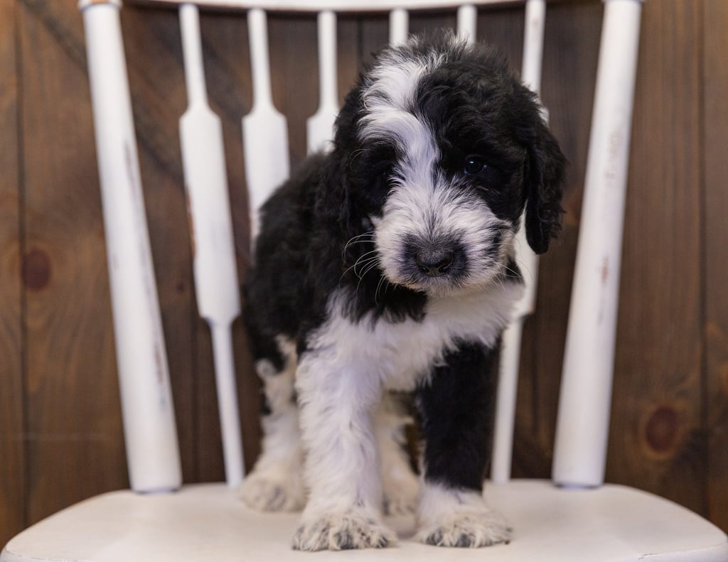 Want to learn more about Sheepadoodles? Check out our blog post titled "The New Dog Breed Everyone Seems to Want"