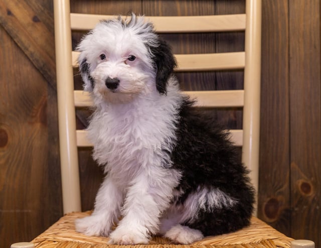 Roxy is an F1 Sheepadoodle that should have  and is currently living in Tennessee
