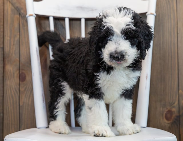 A picture of a Noah, one of our Standard Sheepadoodles puppies that went to their home in Michigan