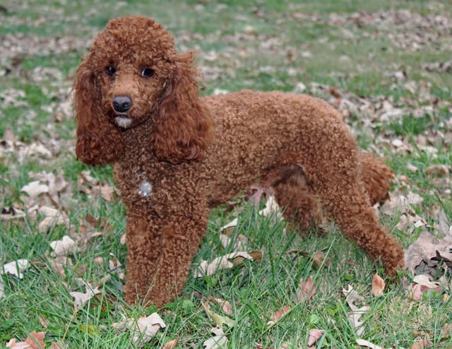 Toby is an  Poodle and a father here at Poodles 2 Doodles - Best Sheepadoodle and Goldendoodle Breeder in Iowa