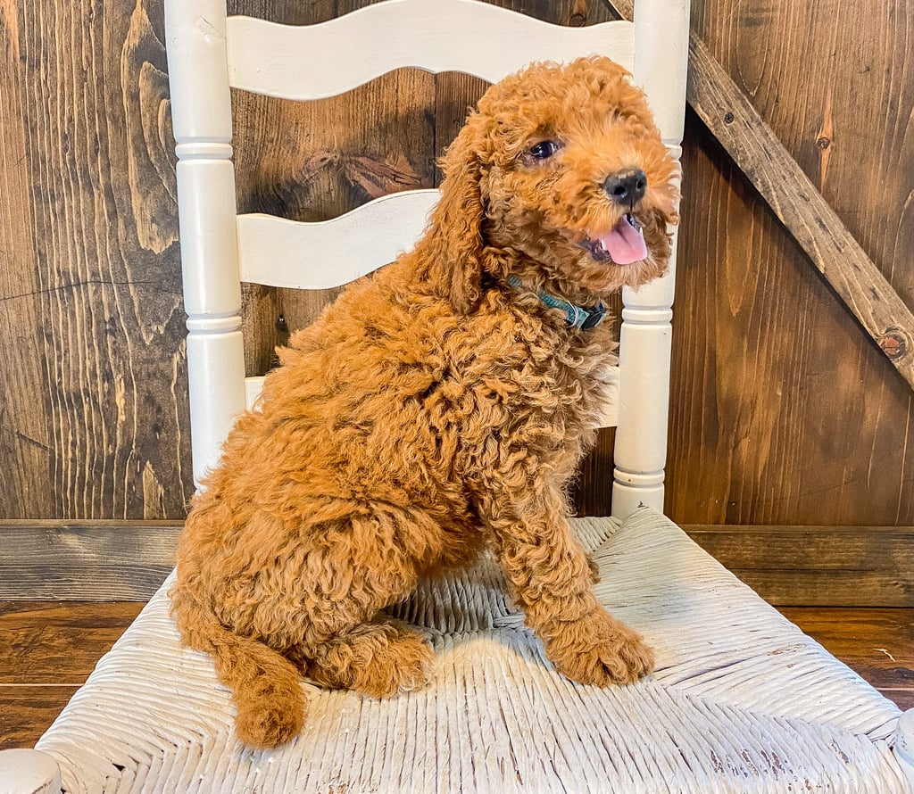 A picture of a Wendy, one of our Mini Goldendoodles puppies that went to their home in Iowa