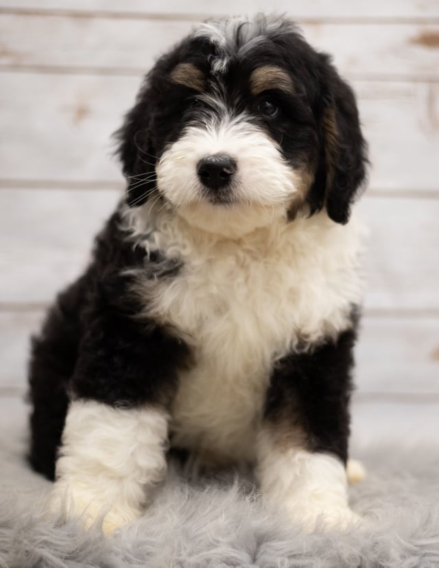 Ice is an F1 Bernedoodle that should have  and is currently living in Nebraska