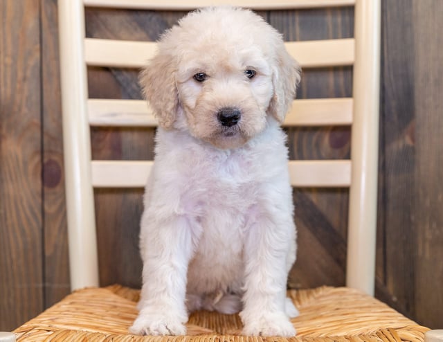 These Goldendoodles were bred by Poodles 2 Doodles in Iowa. Their mother is Sassy and their father is Scout